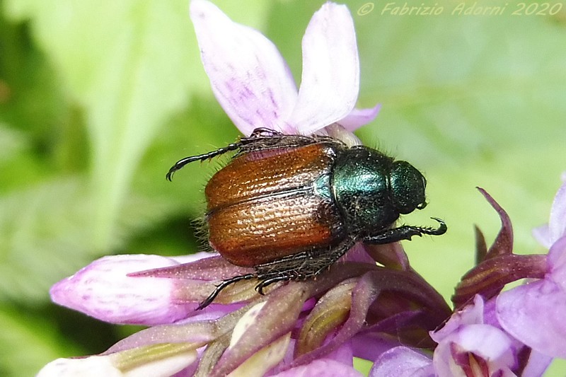 Rutelidae: Phyllopertha horticola